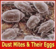 Dust Mite Eggs